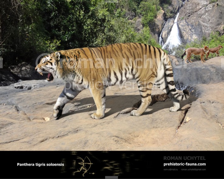Ngandong Tiger, Dinopedia